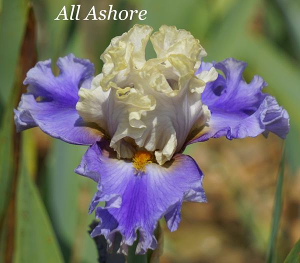All Ashore