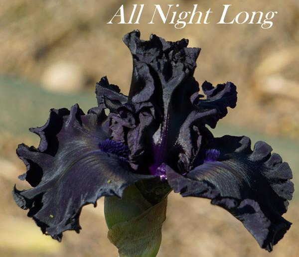 All Night Long