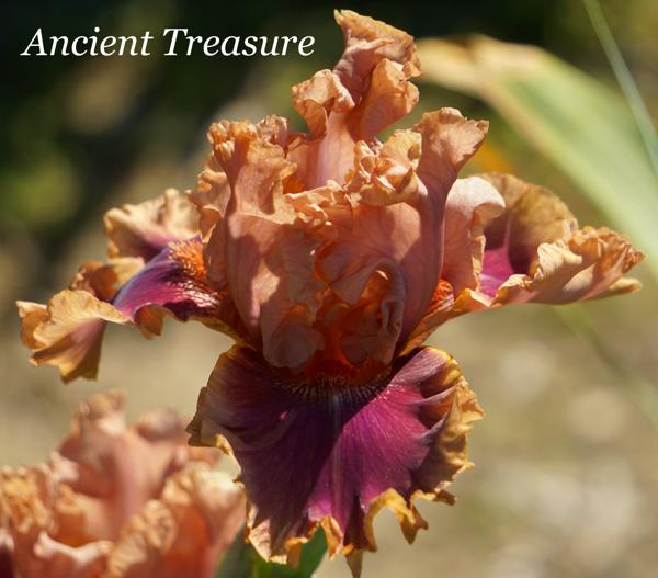Ancient Treasure