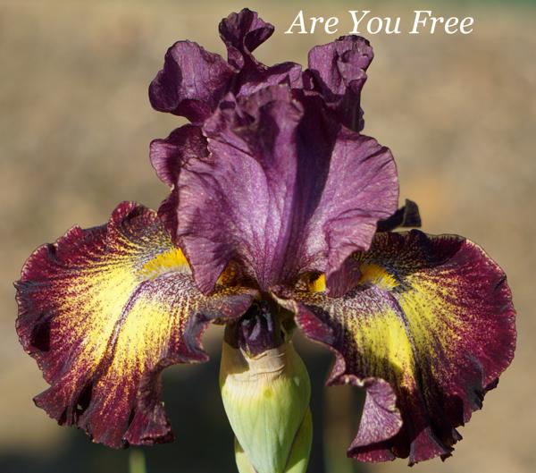 Are You Free2
