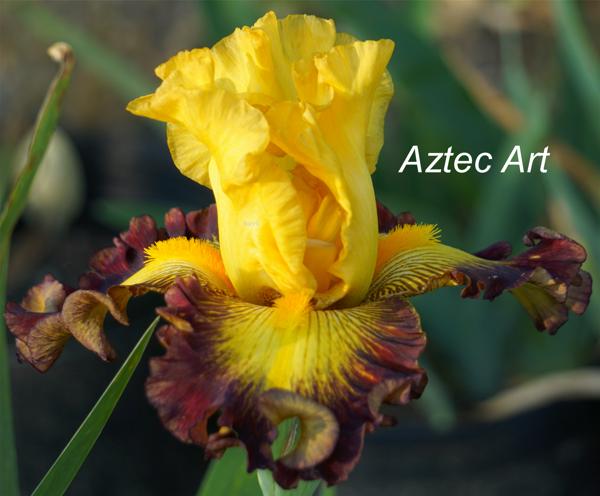 Aztec Art