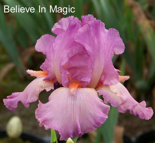 Believe In Magic