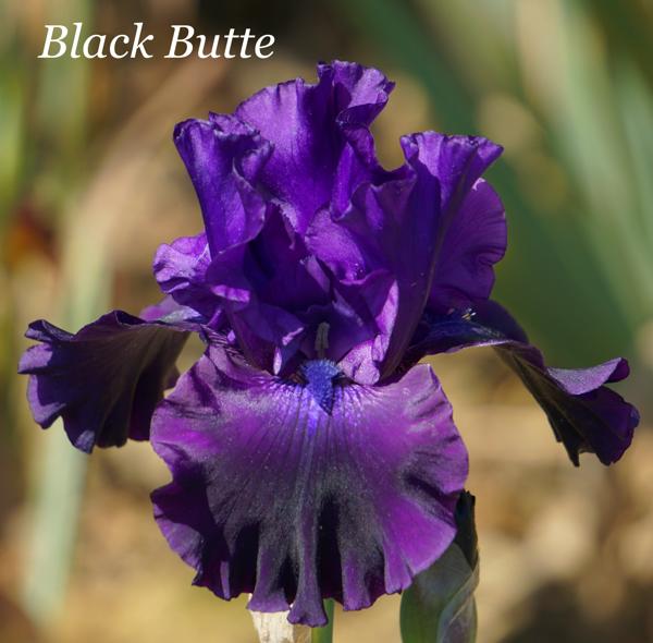 Black Butte