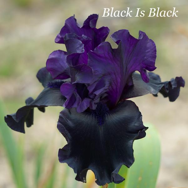 Black Is Black