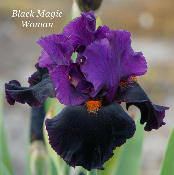 Black Magic Woman