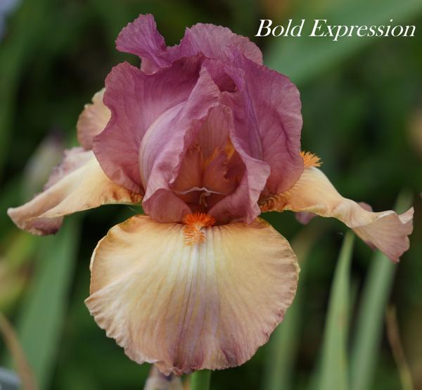 Bold Expression