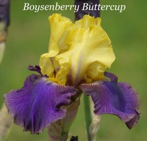 Boysenberry Buttercup