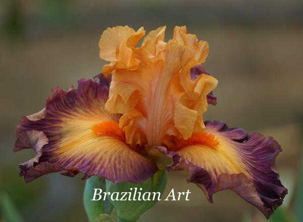 Brazilian Art2