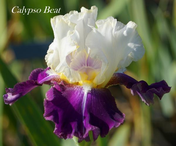Calypso Beat