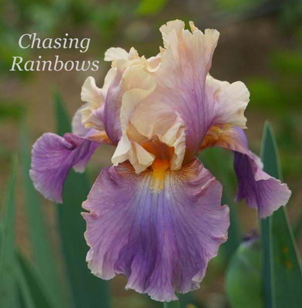 Chasing Rainbows2