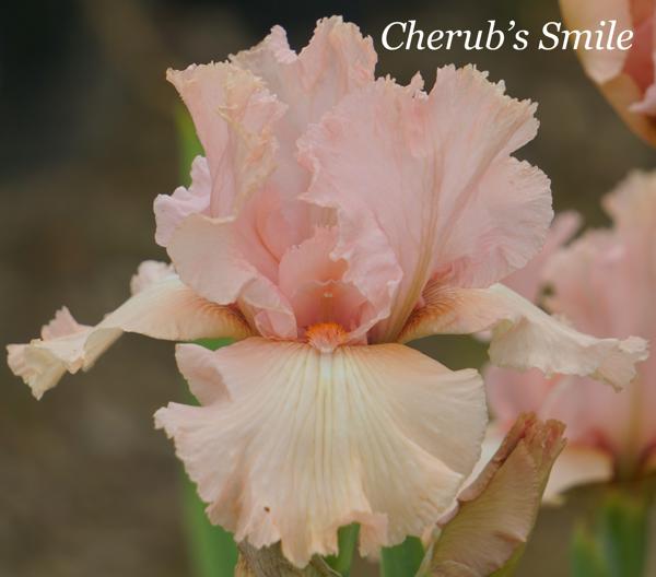 Cherub's Smile
