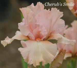 Cherub's Smile