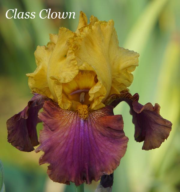 Class Clown