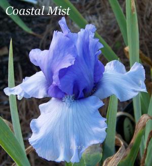 Coastal Mist
