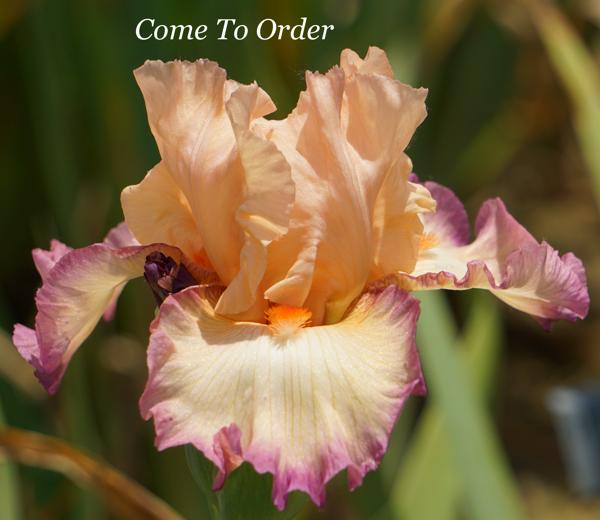 Come To Order