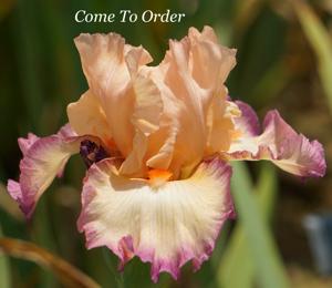 Come To Order