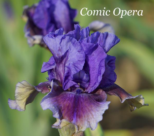 Comic Opera