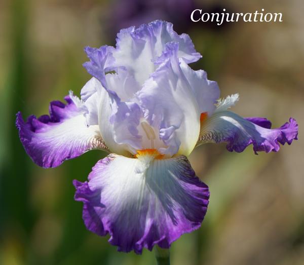 Conjuration2