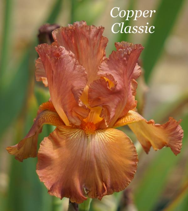 Copper Classic3