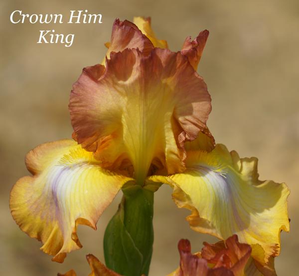 Crown Him King2