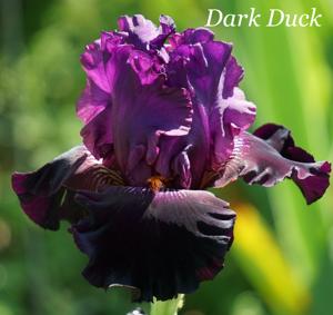 Dark Duck
