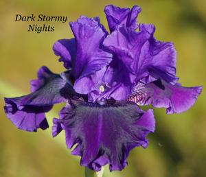 Dark Stormy Nights
