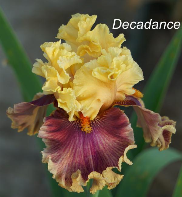 Decadance