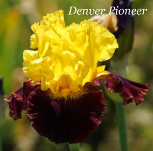 Denver Pioneer