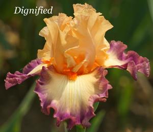 Dignified