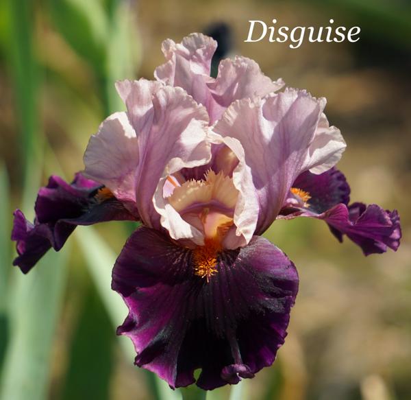 Disguise