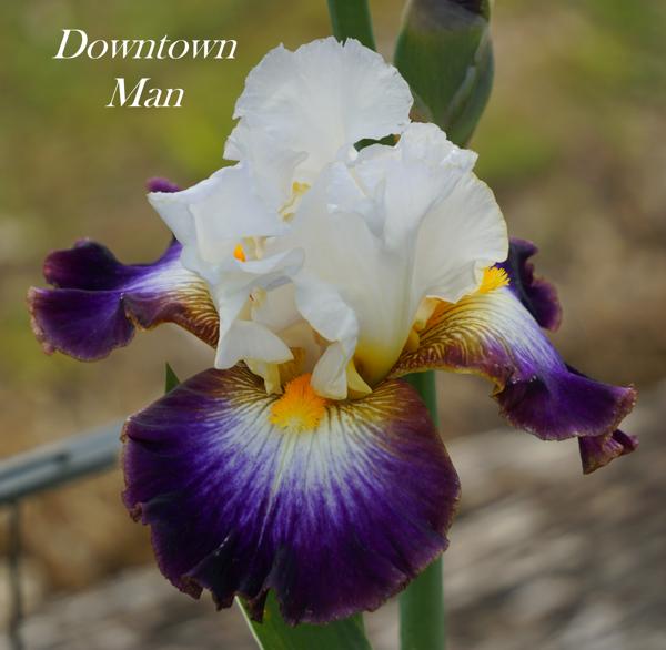 Downtown Man