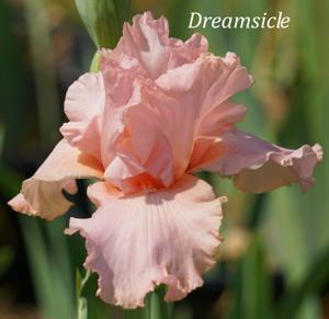 Dreamsicle