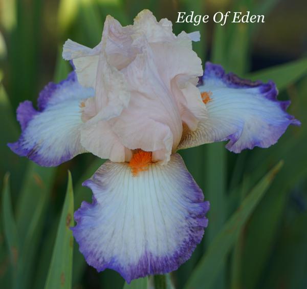 Edge Of Eden