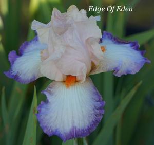 Edge Of Eden
