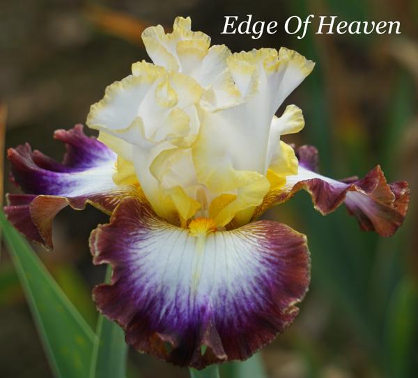 Edge Of Heaven