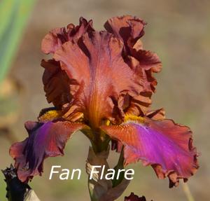 Fan Flare