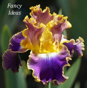Fancy Ideas