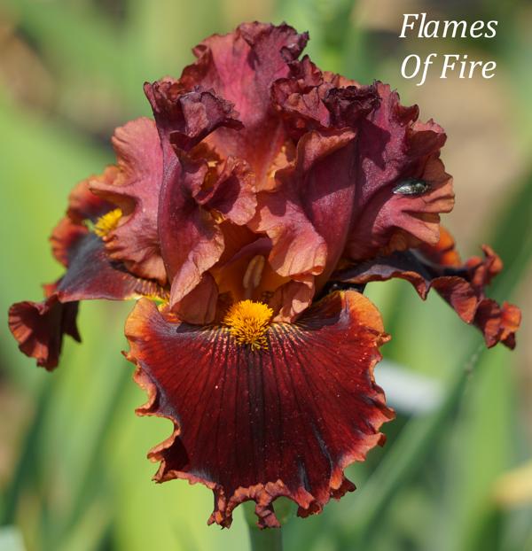 Flames Of Fire