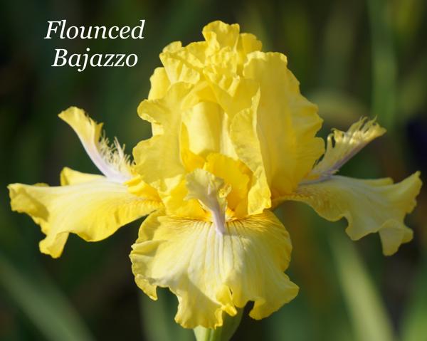 Flounced Bajazzo2