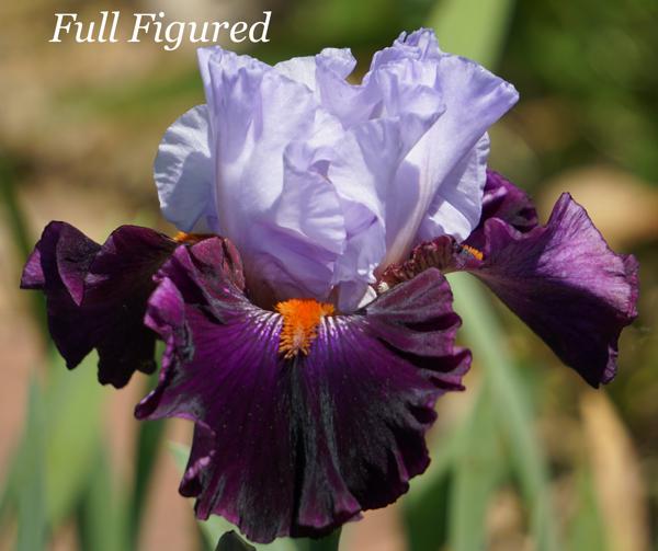 Full Figured