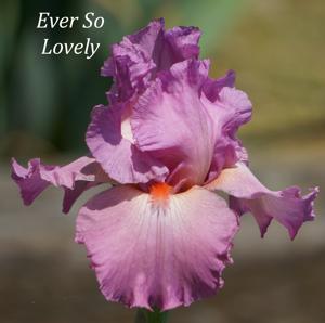 Ever So Lovely