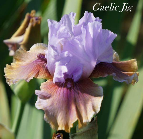 Gaelic Jig