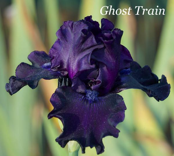 Ghost Train