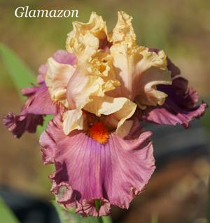 Glamazon