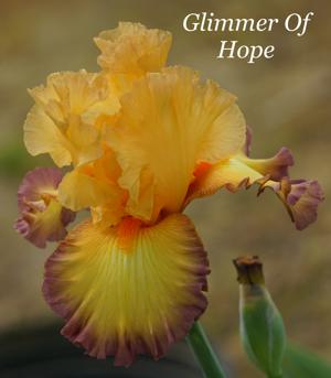 Glimmer Of Hope
