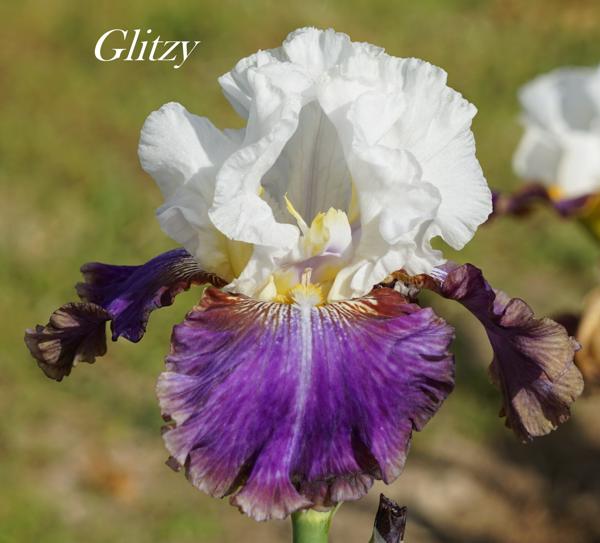 Glitzy