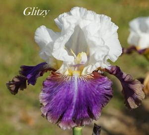 Glitzy