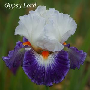 Gypsy Lord