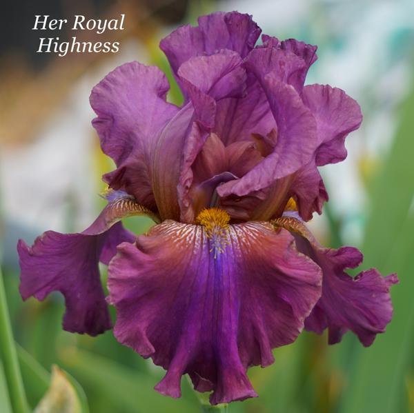 Her Royal Highness