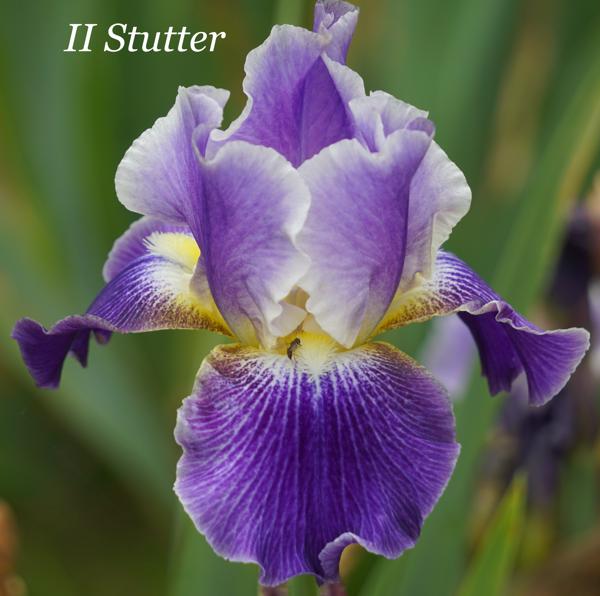 II Stutter
